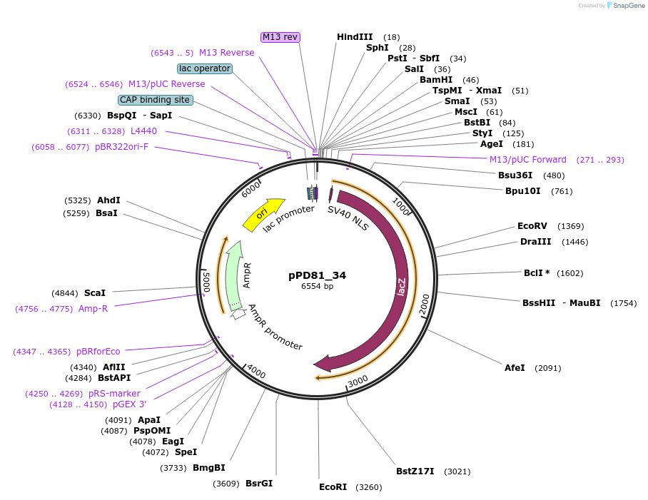 1457-plasmid-map-sequence-id-68