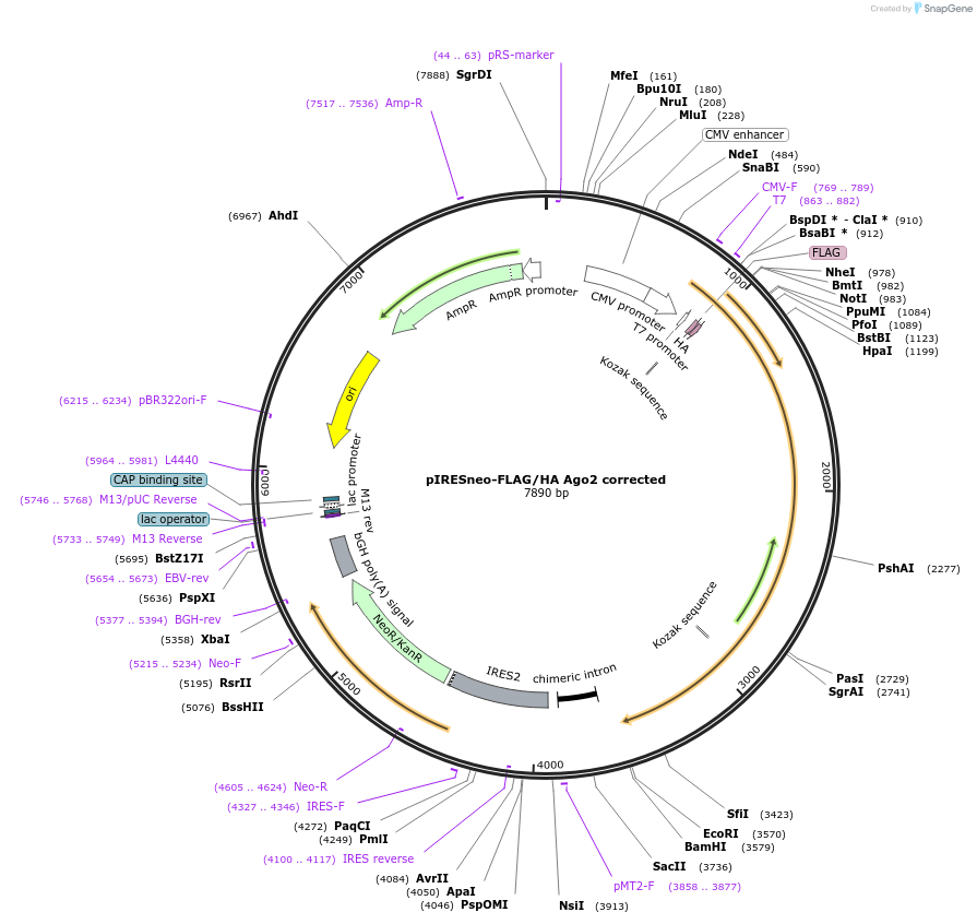 10822-plasmid-map-sequence-id-6800