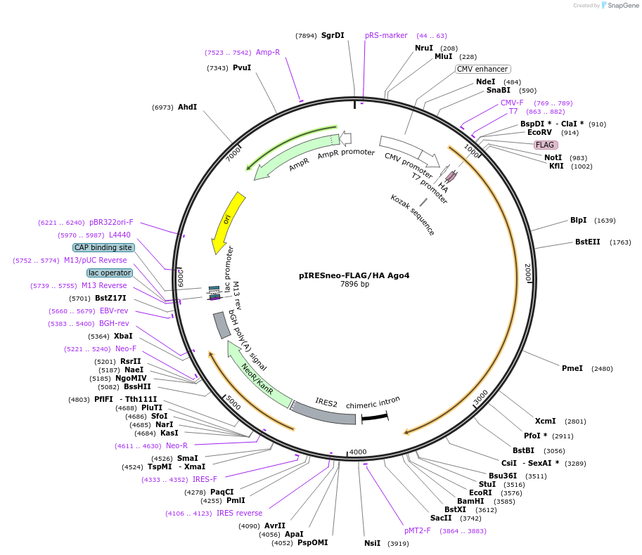 10824-plasmid-map-sequence-id-6802