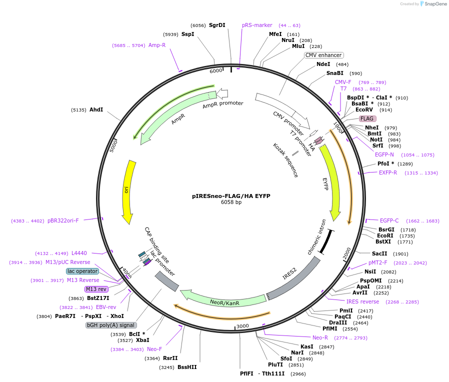 10825-plasmid-map-sequence-id-6803