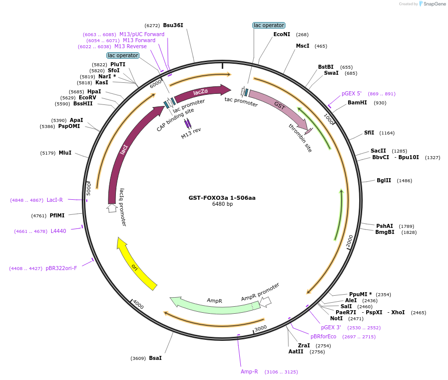 10826-plasmid-map-sequence-id-6804