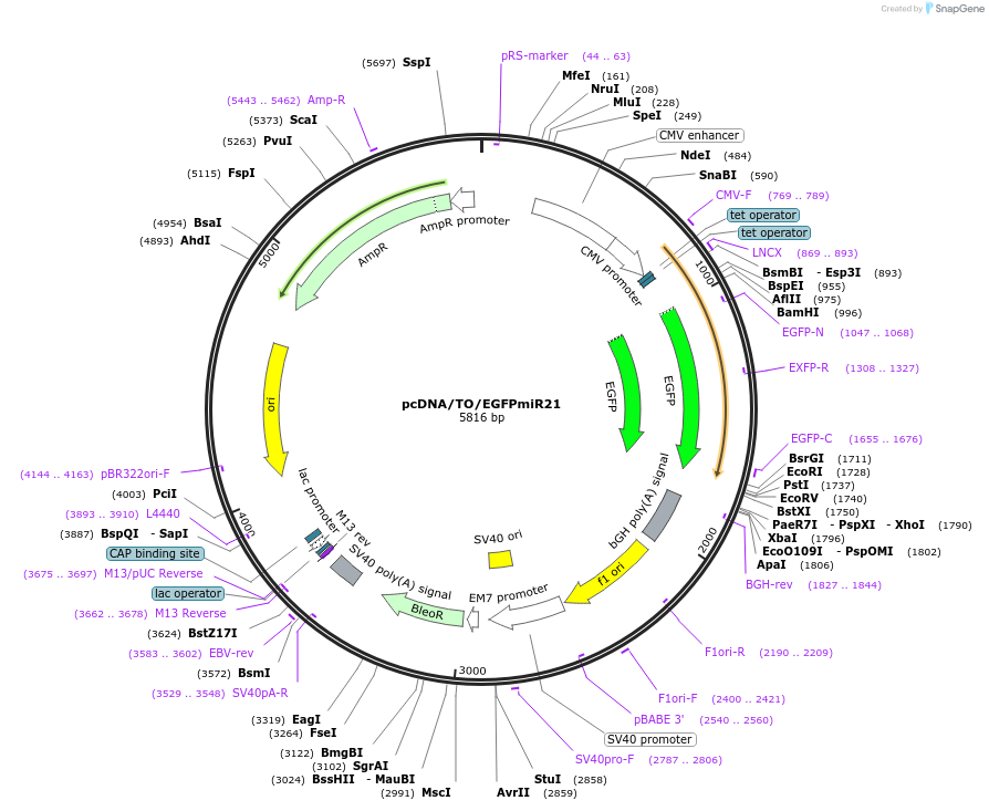 10827-plasmid-map-sequence-id-6805