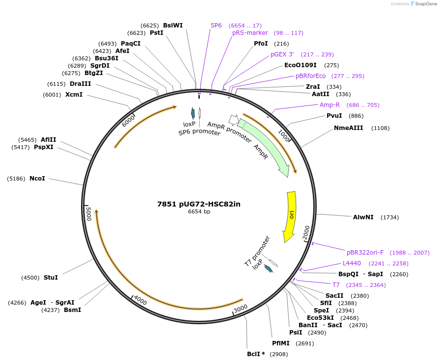10894-plasmid-map-sequence-id-6812