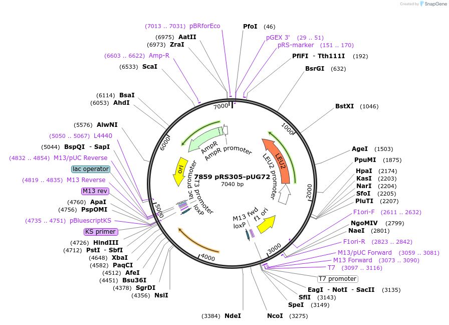 10897-plasmid-map-sequence-id-6815