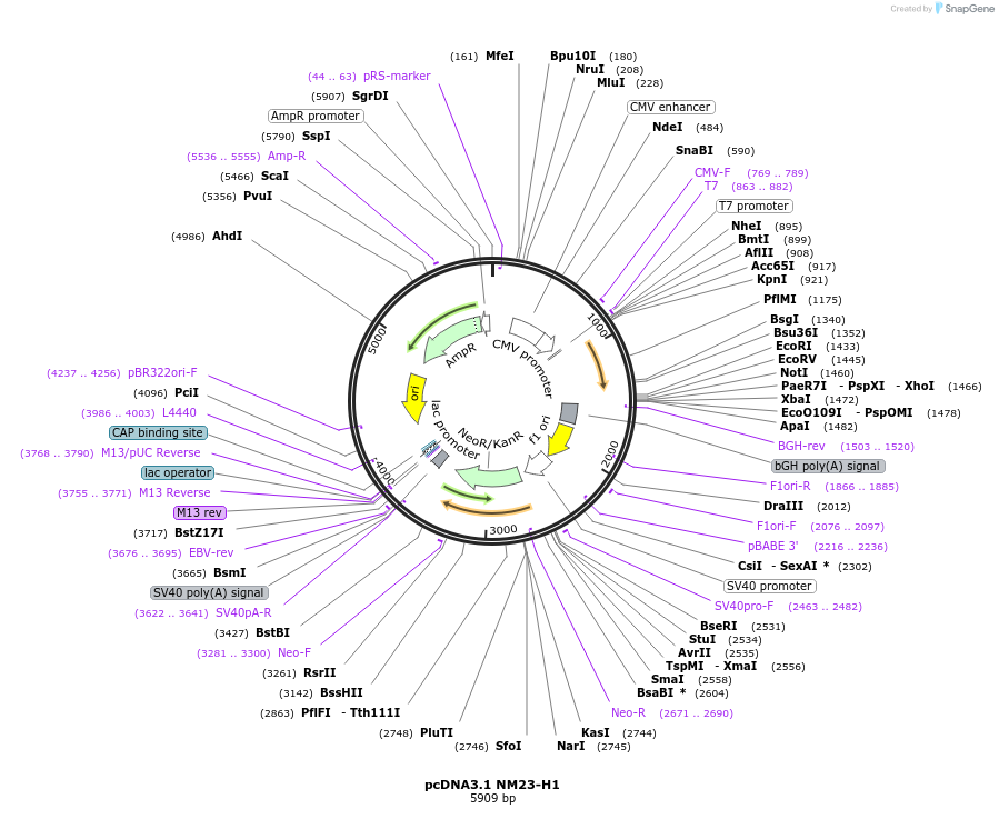 10956-plasmid-map-sequence-id-6820