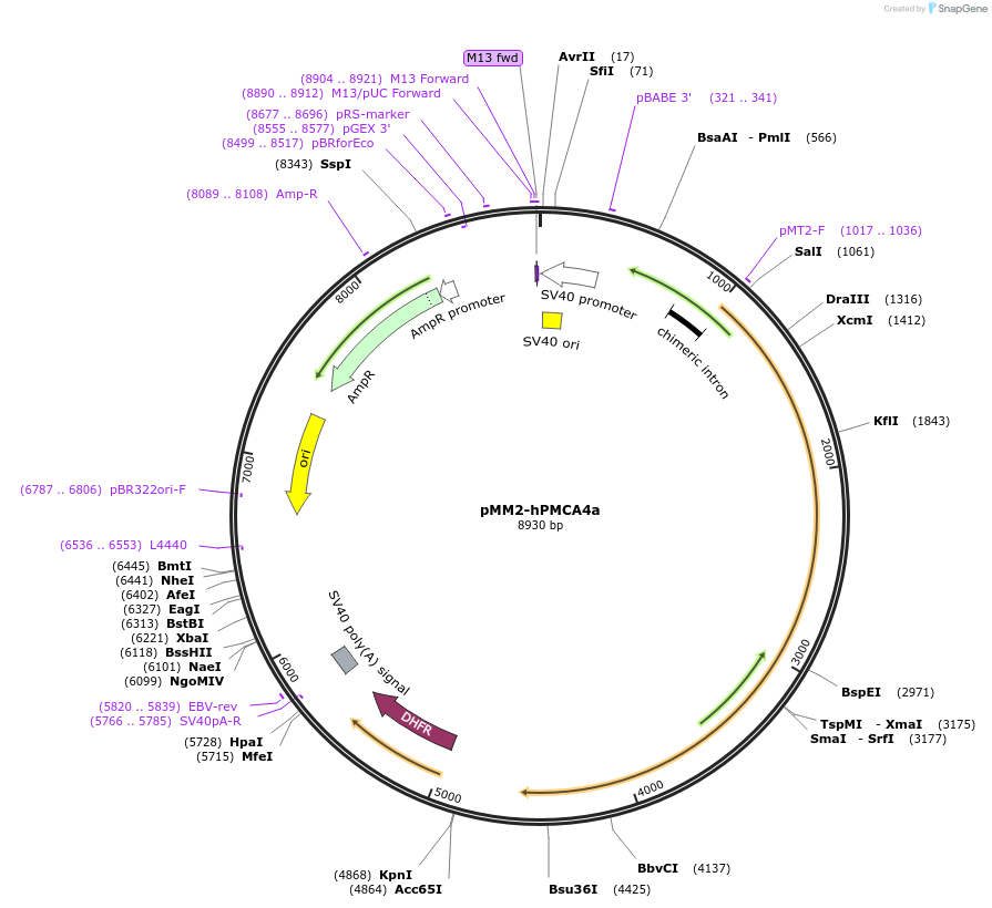 47761-plasmid-map-sequence-id-68264