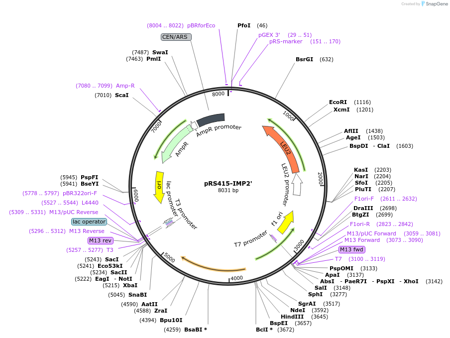 10992-plasmid-map-sequence-id-6827