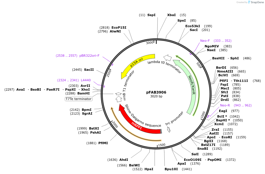 47809-plasmid-map-sequence-id-68344