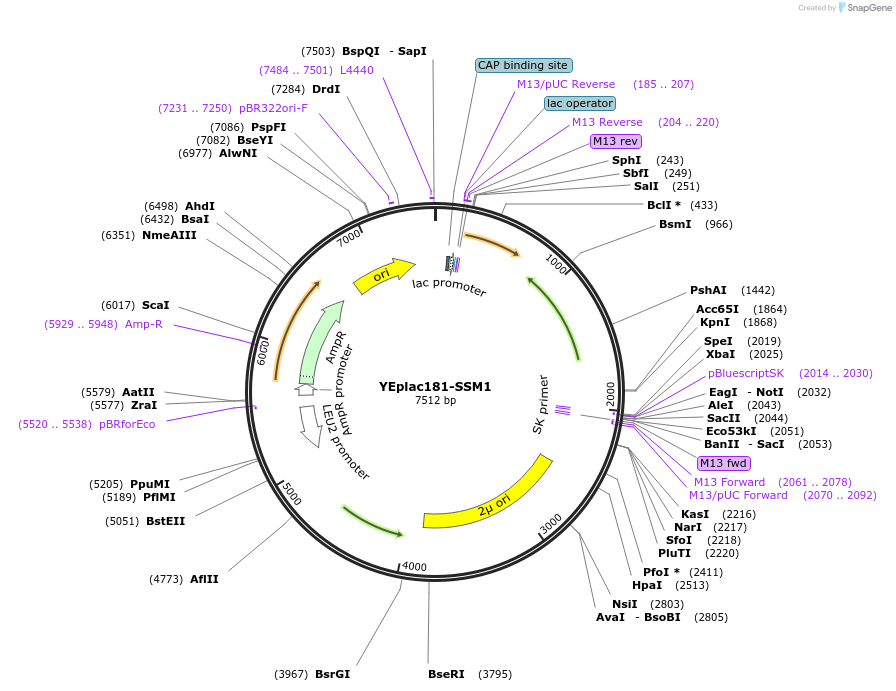 11002-plasmid-map-sequence-id-6836