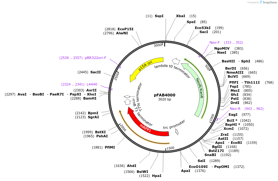 47831-plasmid-map-sequence-id-68364