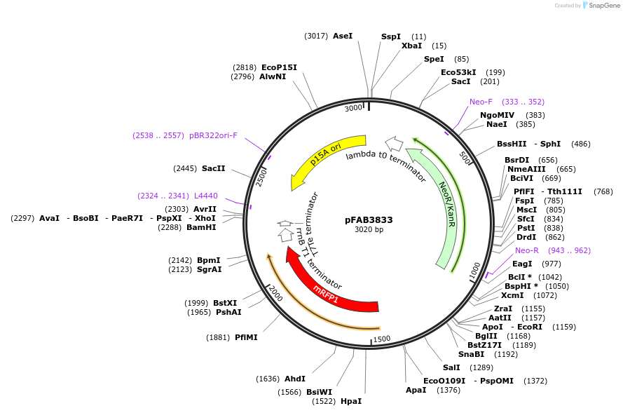 47839-plasmid-map-sequence-id-68372