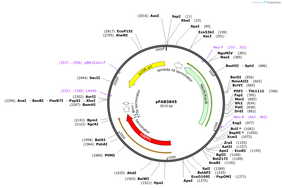 47840-plasmid-map-sequence-id-68373