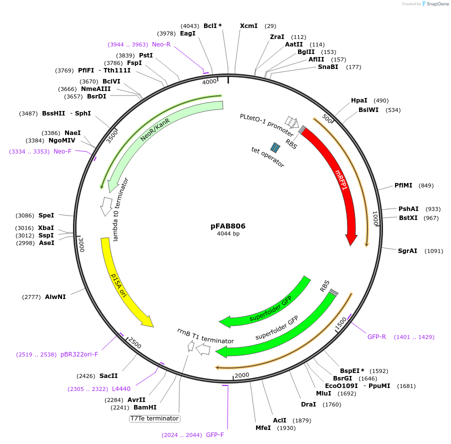 47849-plasmid-map-sequence-id-68381