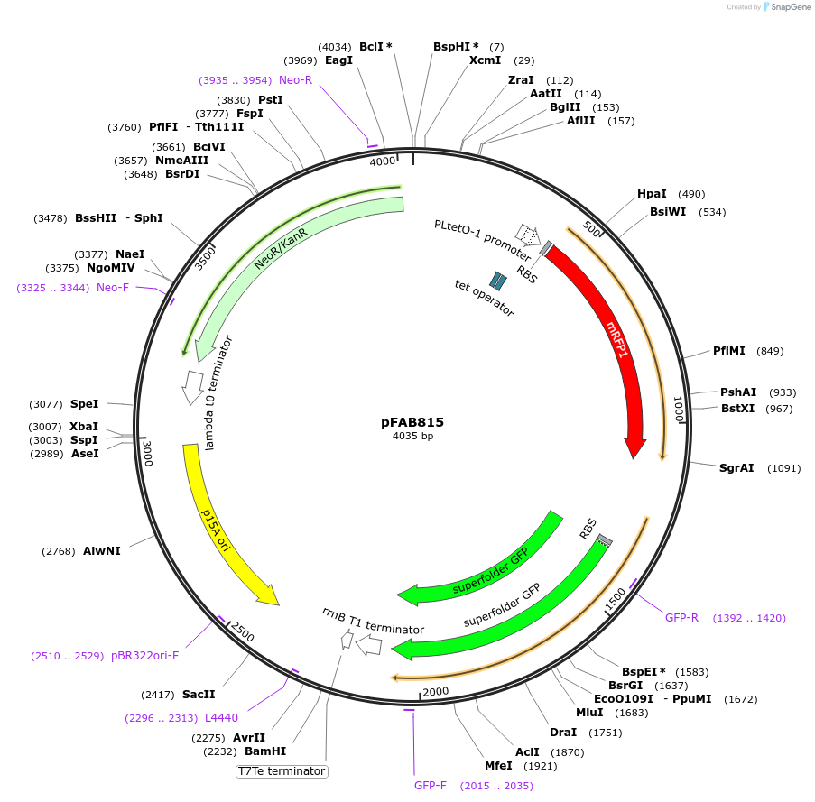 47854-plasmid-map-sequence-id-68386