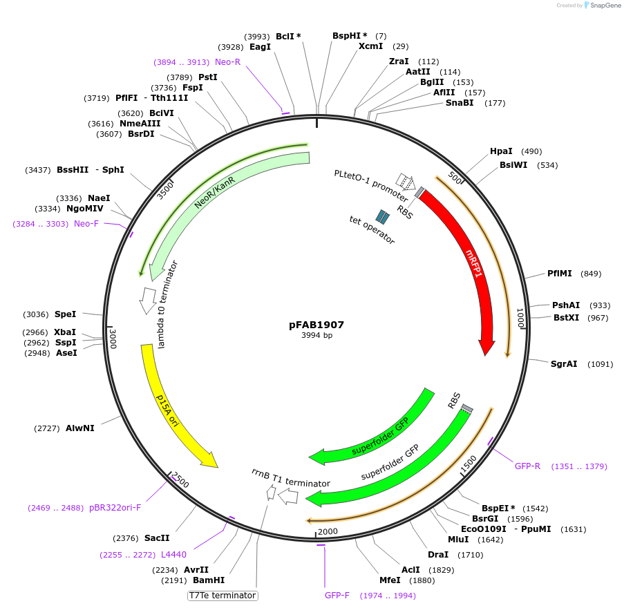 47857-plasmid-map-sequence-id-68389