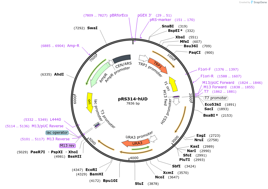 11005-plasmid-map-sequence-id-6839