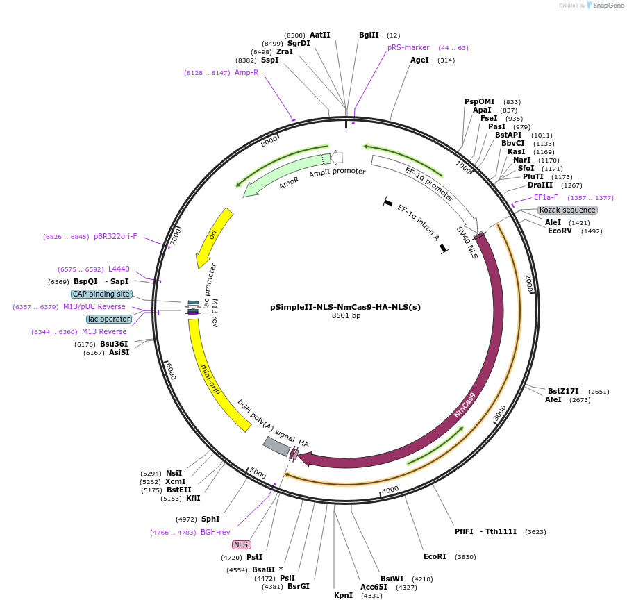 47867-plasmid-map-sequence-id-68412