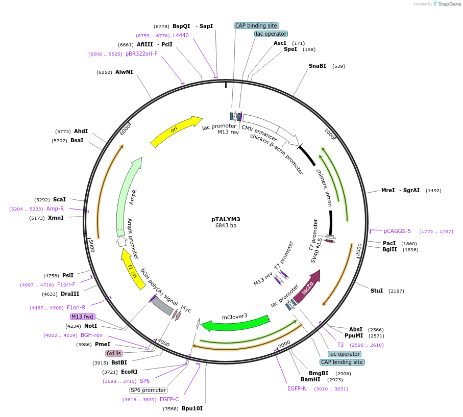 47874-plasmid-map-sequence-id-68413