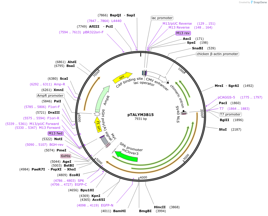 47878-plasmid-map-sequence-id-68417