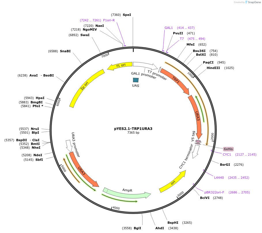 11008-plasmid-map-sequence-id-6842