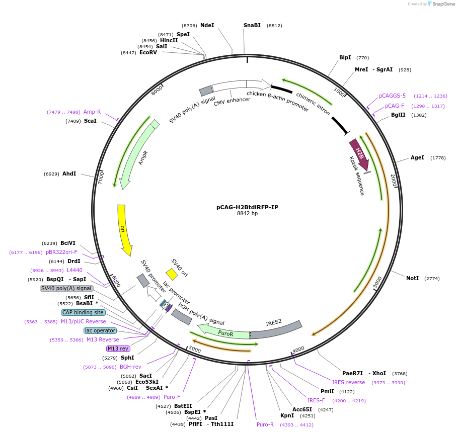 47884-plasmid-map-sequence-id-68422