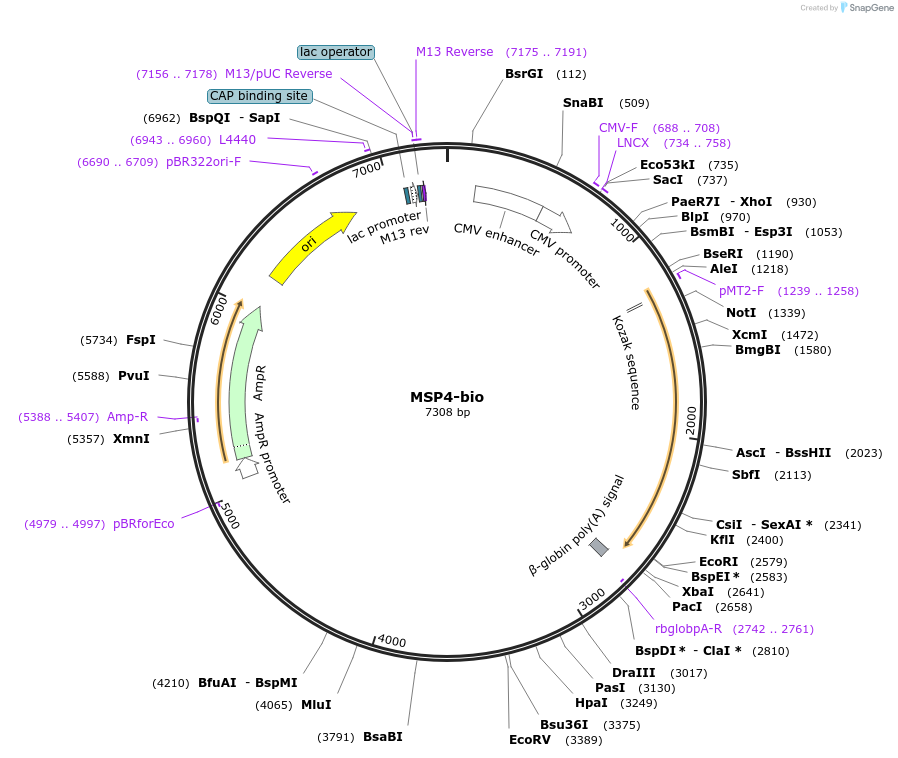 47717-plasmid-map-sequence-id-68456