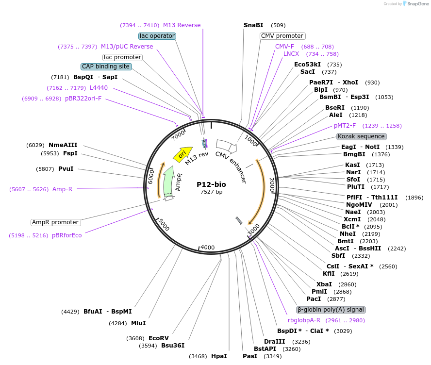 47725-plasmid-map-sequence-id-68459