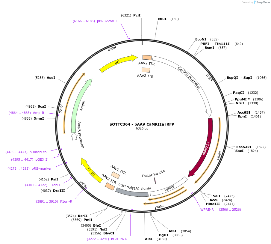 47903-plasmid-map-sequence-id-68463