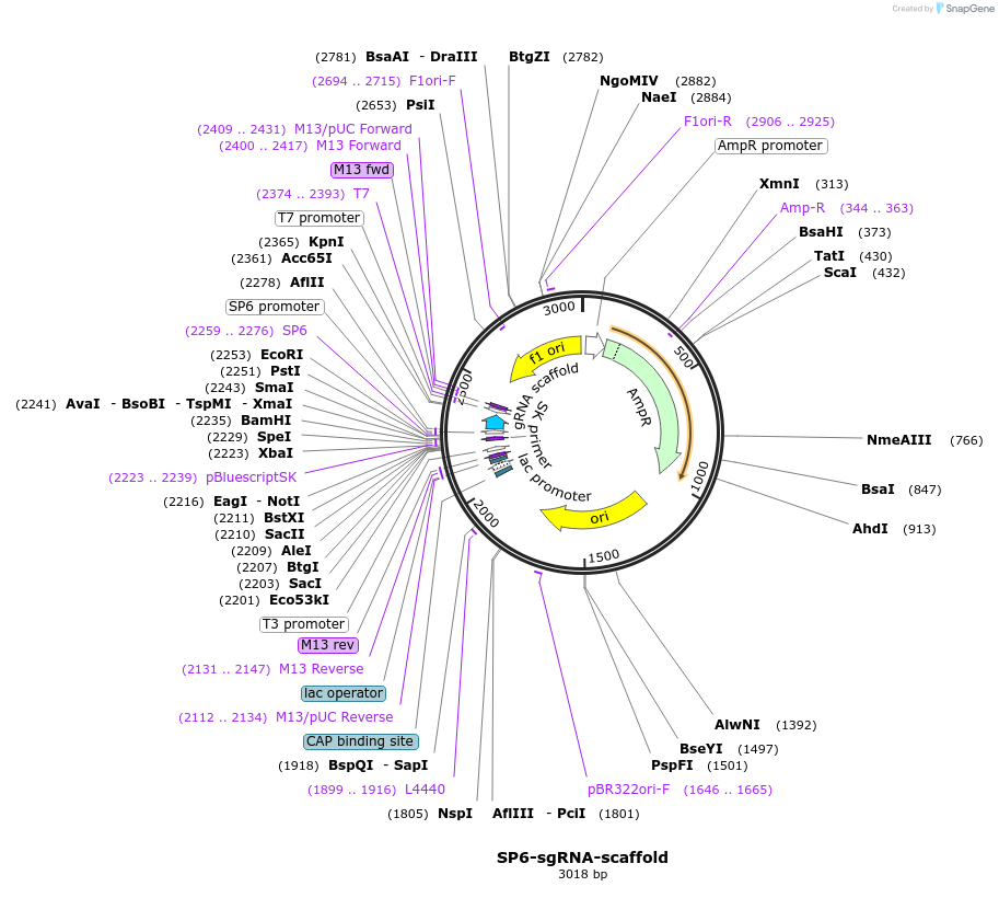 47912-plasmid-map-sequence-id-68534
