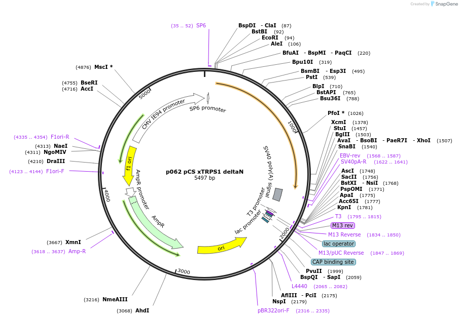 11034-plasmid-map-sequence-id-6863