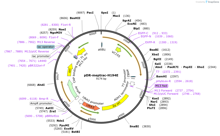 47764-plasmid-map-sequence-id-68721