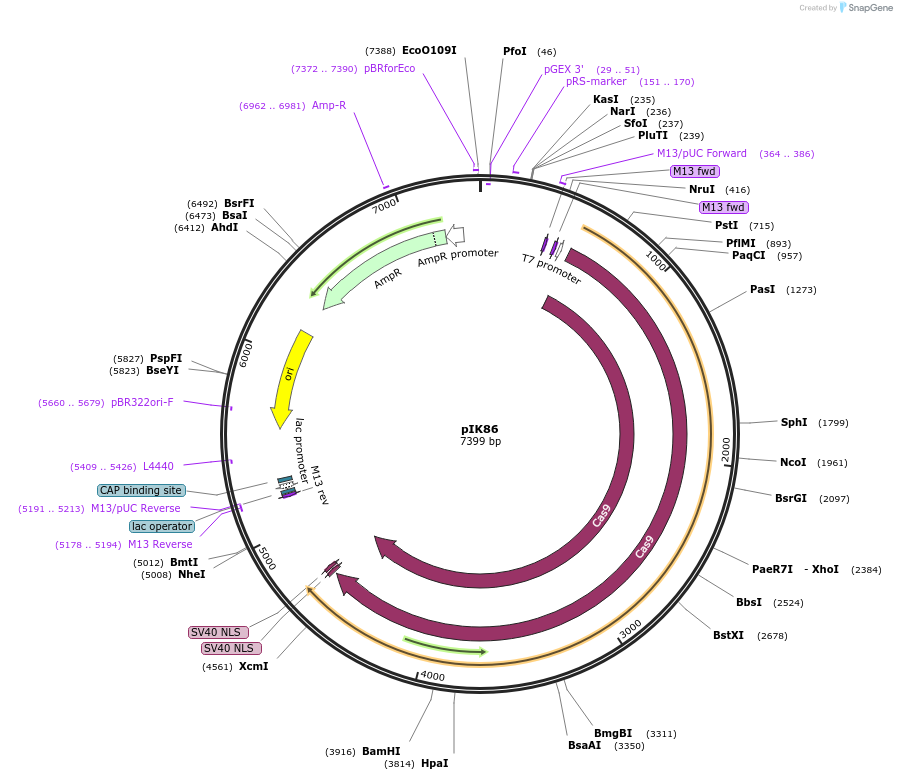 47933-plasmid-map-sequence-id-68745