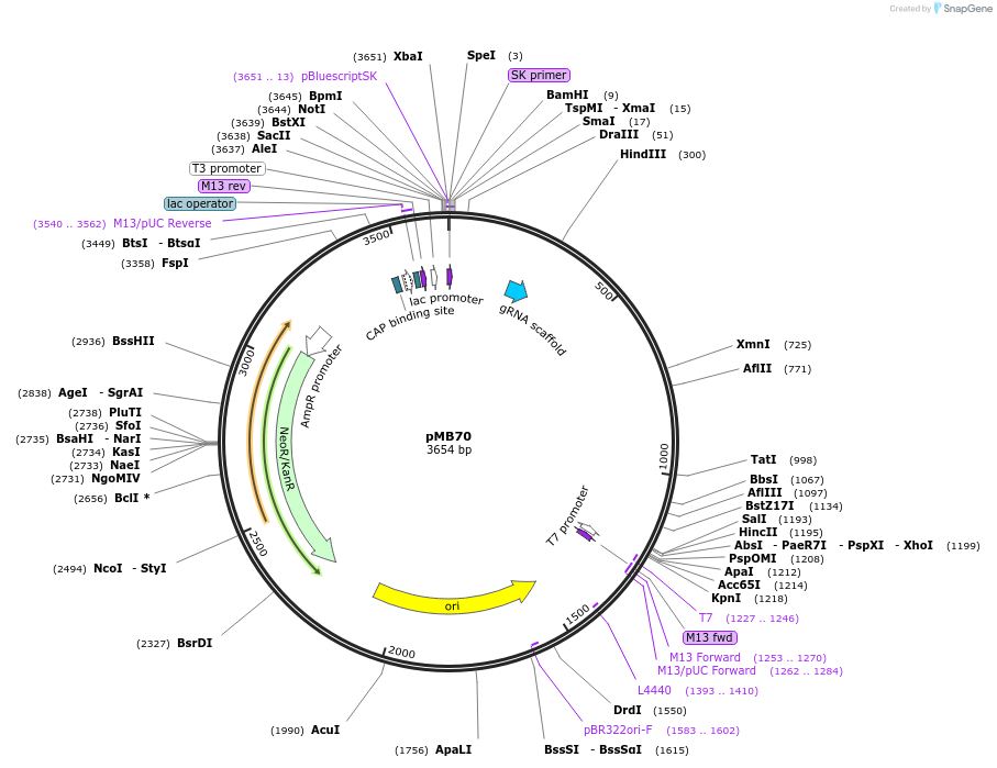 47943-plasmid-map-sequence-id-68789
