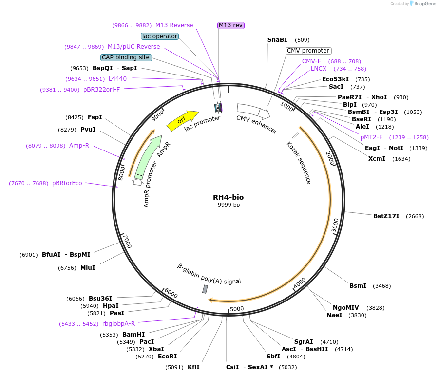47779-plasmid-map-sequence-id-68798