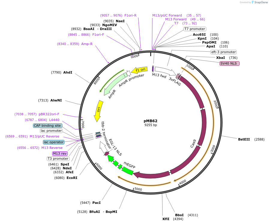 47944-plasmid-map-sequence-id-68804