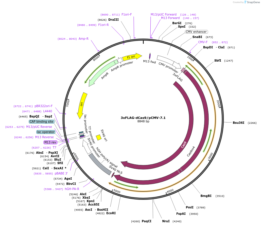 47948-plasmid-map-sequence-id-68812