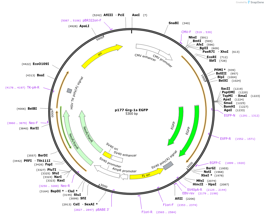 11066-plasmid-map-sequence-id-6882