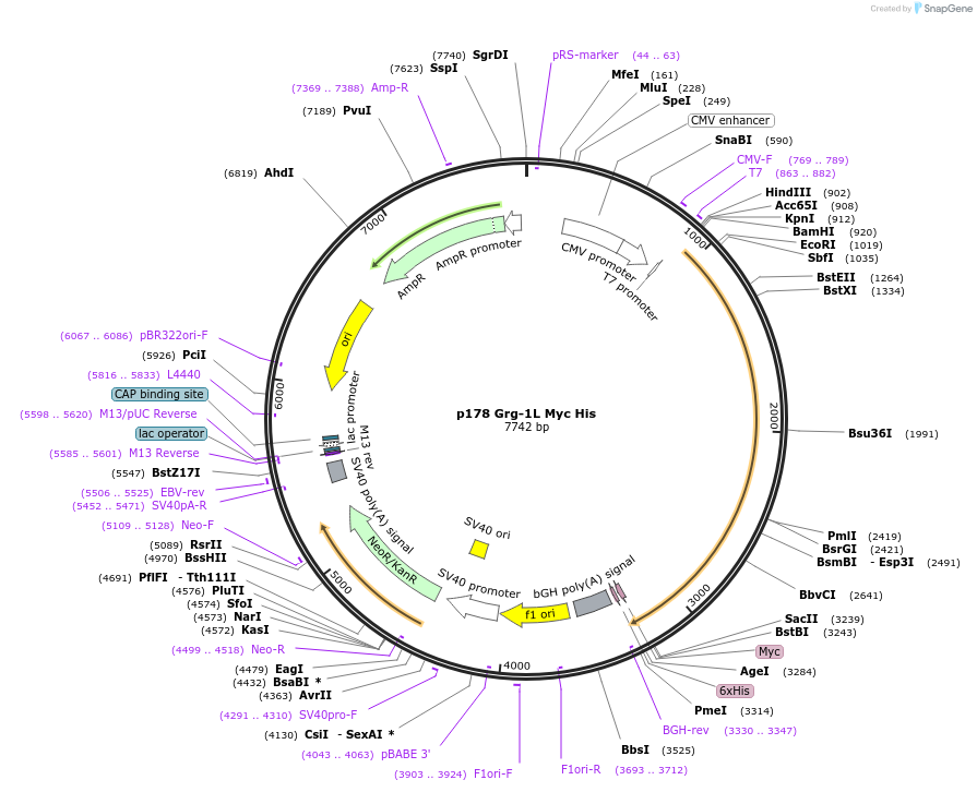 11067-plasmid-map-sequence-id-6883