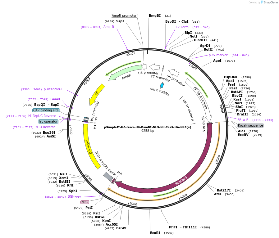 47868-plasmid-map-sequence-id-68833