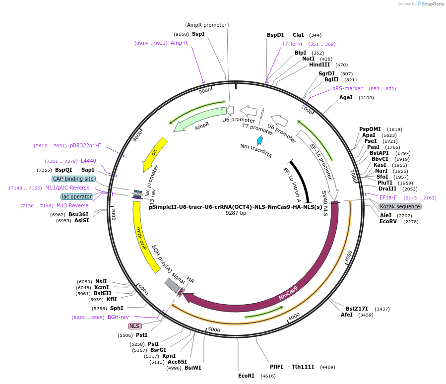 47870-plasmid-map-sequence-id-68843