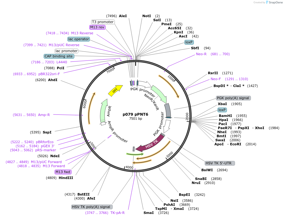 11072-plasmid-map-sequence-id-6886