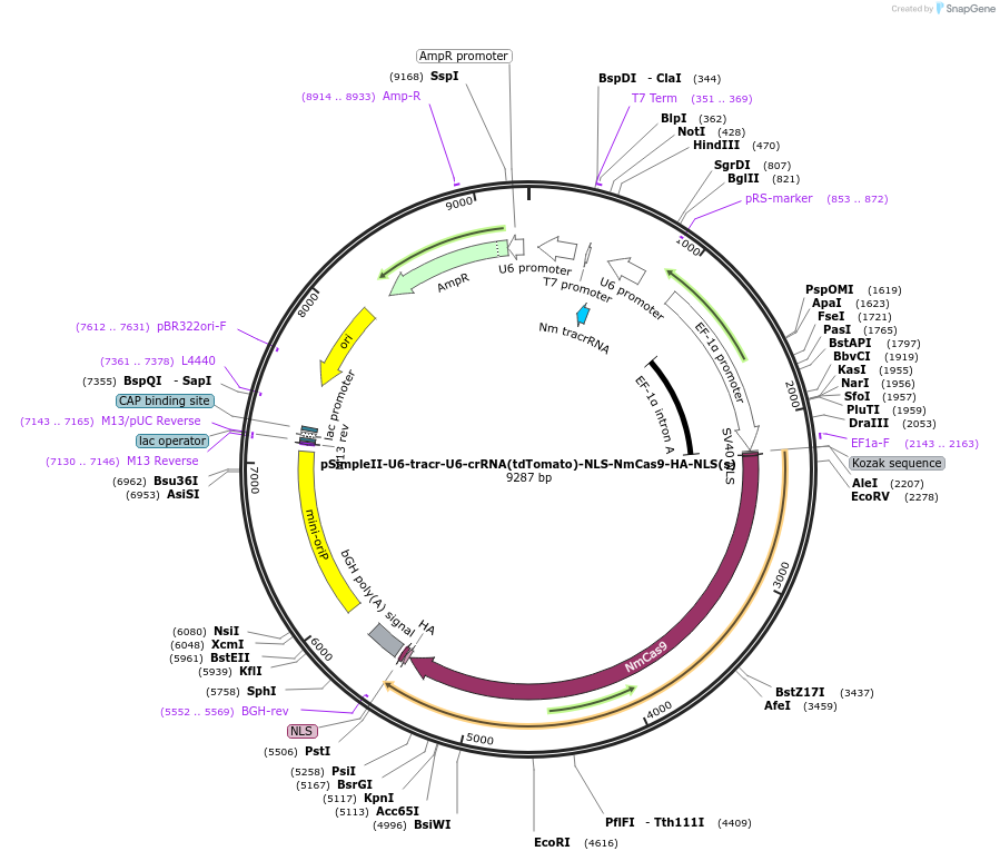 47869-plasmid-map-sequence-id-68867