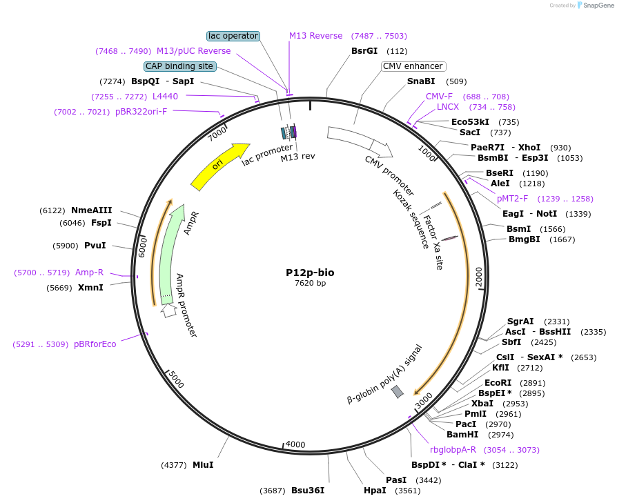 47726-plasmid-map-sequence-id-68869