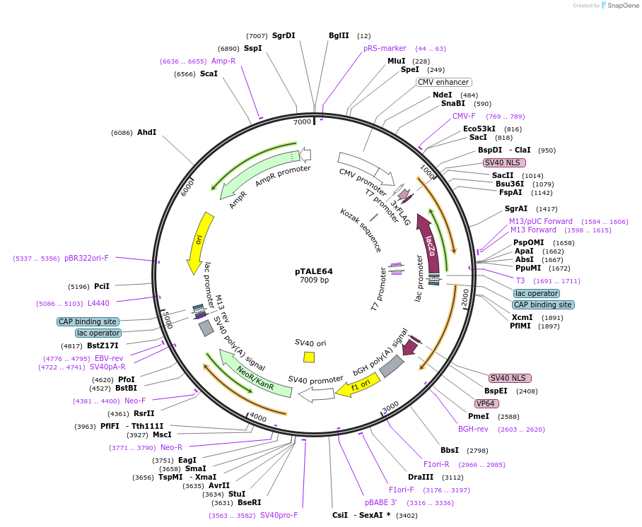 35189-plasmid-map-sequence-id-68899