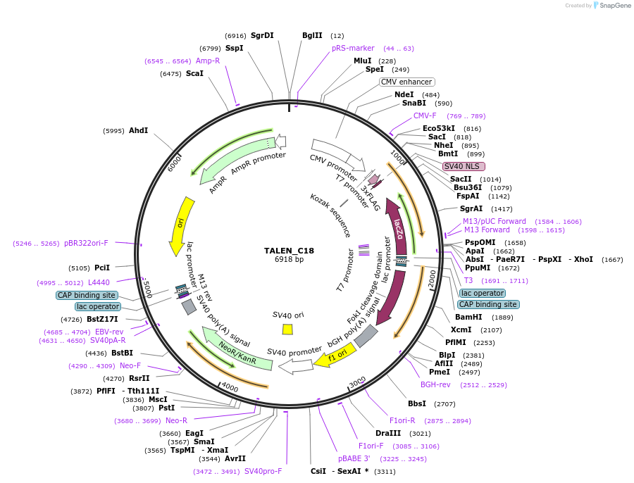 47974-plasmid-map-sequence-id-68905