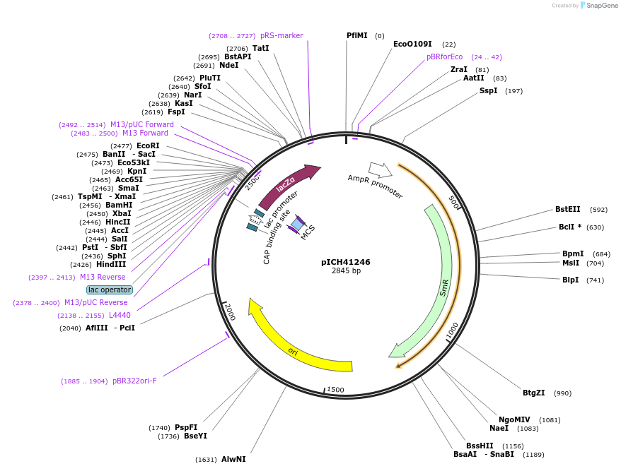47992-plasmid-map-sequence-id-68992