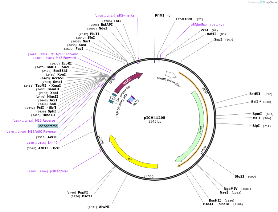 47997-plasmid-map-sequence-id-68997
