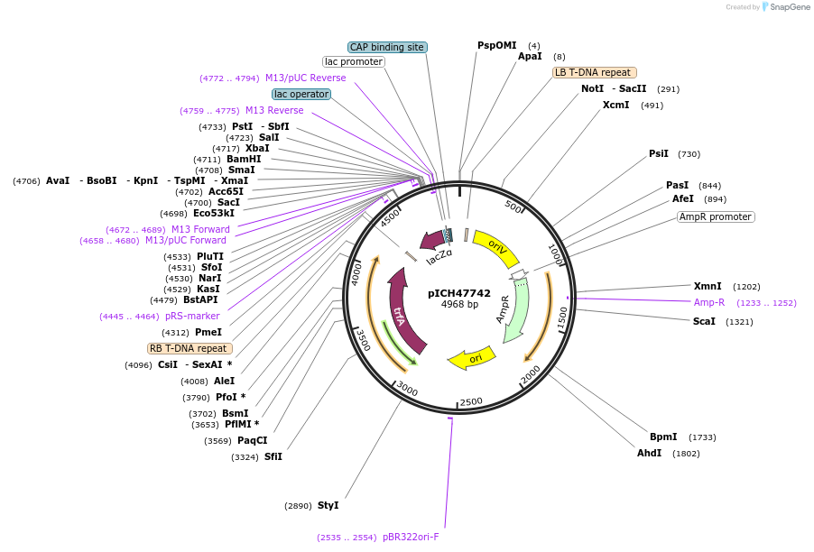 48001-plasmid-map-sequence-id-69001