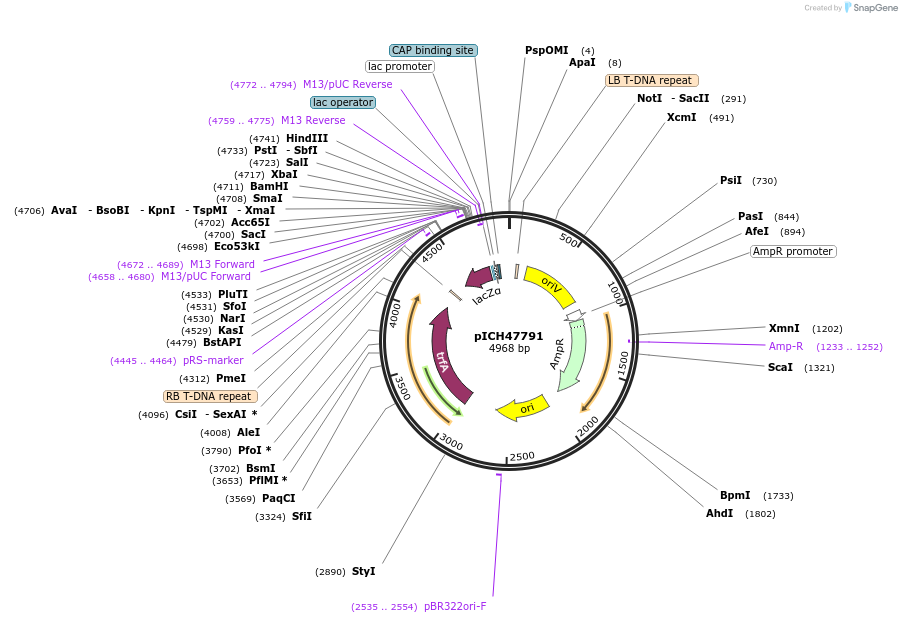 48006-plasmid-map-sequence-id-69006