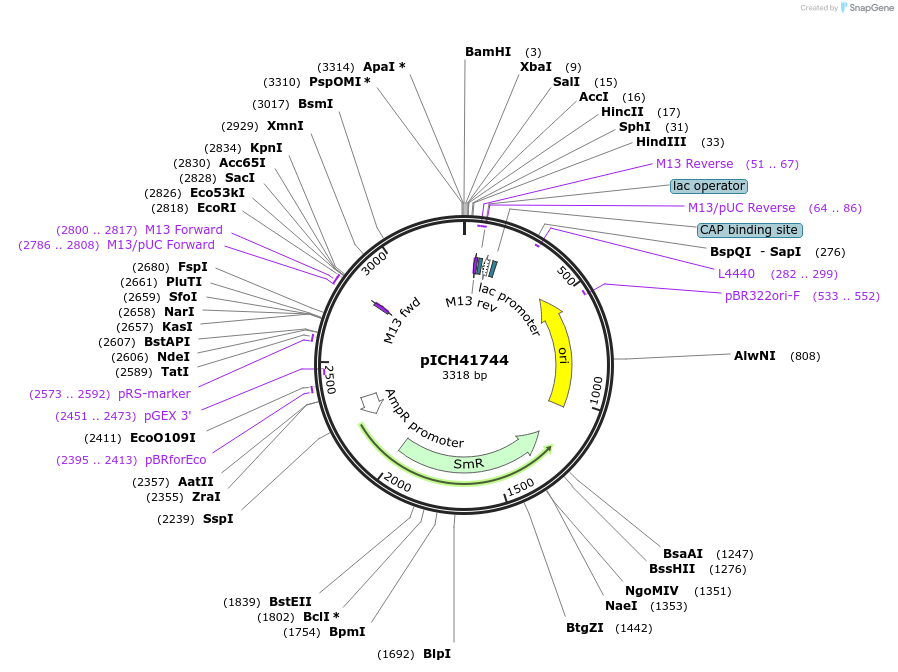 48017-plasmid-map-sequence-id-69017